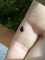 Gastrophysa polygoni