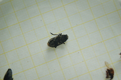 Platystomos albinus
