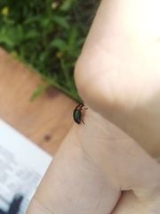 Gastrophysa polygoni