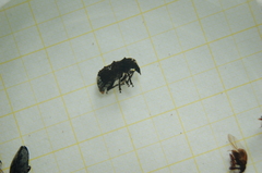 Platystomos albinus