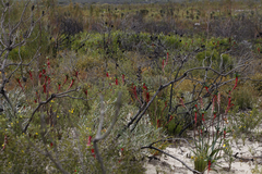 Anigozanthos manglesii