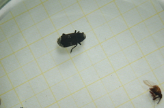 Platystomos albinus