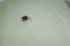 Anthonomus rectirostris