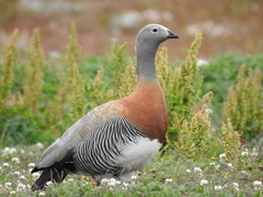 Chloephaga poliocephala