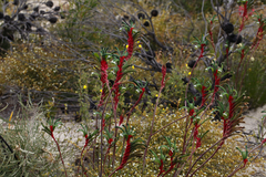 Anigozanthos manglesii