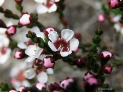Baeckea brevifolia