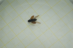 Aphodiini
