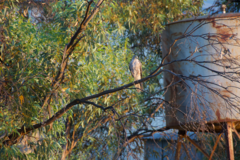 Accipiter cirrocephalus