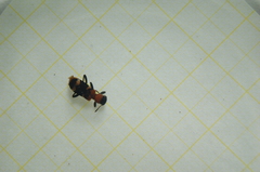 Thanasimus formicarius