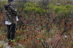 Anigozanthos manglesii