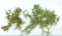 Usnea glabrata