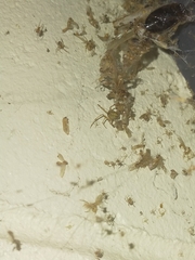 Cryptachaea veruculata