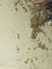 Cryptachaea veruculata