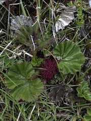 Gunnera magellanica