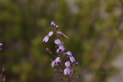 Stylidium maitlandianum