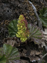 Gunnera magellanica