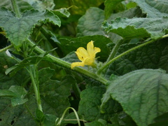 Cucumis sativus