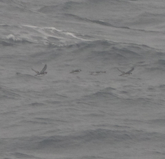 Synthliboramphus antiquus