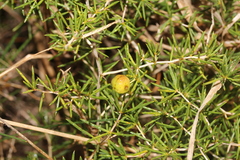 Asparagus lignosus