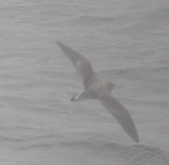 Calonectris leucomelas