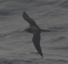 Calonectris leucomelas