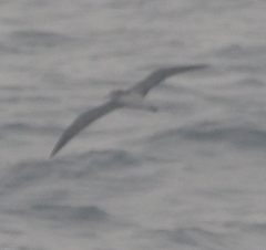 Calonectris leucomelas