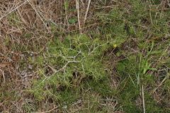 Asparagus lignosus