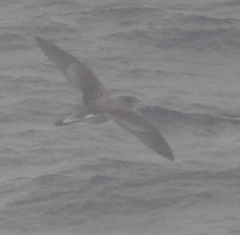 Calonectris leucomelas