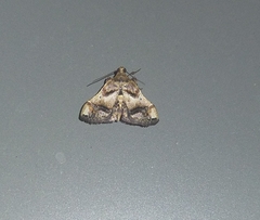 Scenedra decoratalis