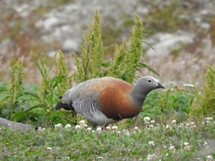Chloephaga poliocephala