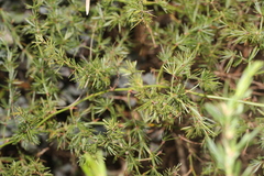 Asparagus setaceus