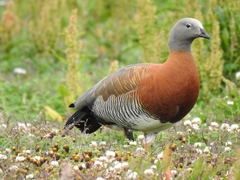 Chloephaga poliocephala