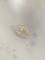 Colepidae