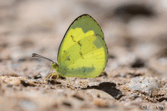 Eurema ada