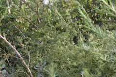 Asparagus setaceus