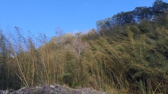 Phyllostachys makinoi