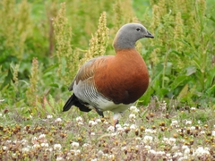 Chloephaga poliocephala