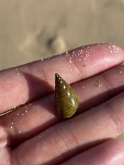 Phasianotrochus eximius