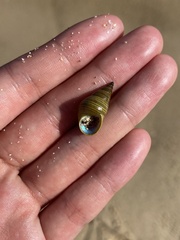 Phasianotrochus eximius