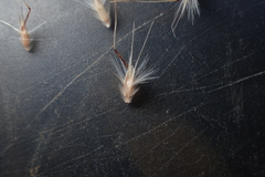 Rytidosperma caespitosum