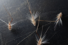 Rytidosperma caespitosum