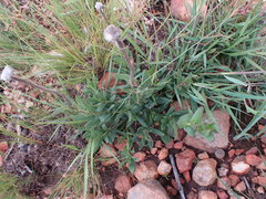 Pseudopegolettia tenella