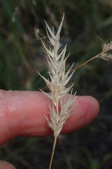 Rytidosperma caespitosum