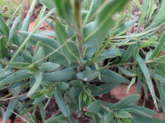 Pseudopegolettia tenella