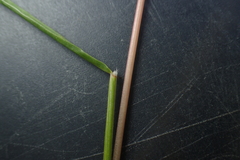 Rytidosperma caespitosum