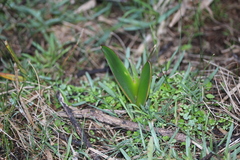 Brunsvigia orientalis