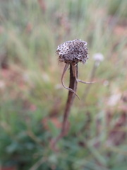 Pseudopegolettia tenella