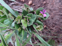 Polygala amatymbica