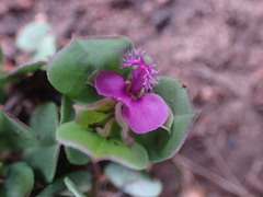 Polygala amatymbica