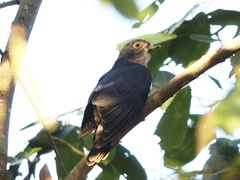 Hierococcyx nisicolor